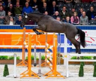 Messini de F__Kannan x Carolus II__